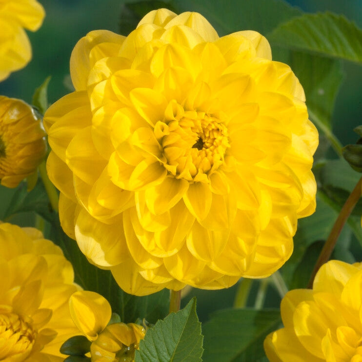 Dahlia Glorie of Heemstede Dekorativ 1-pack Nyhet